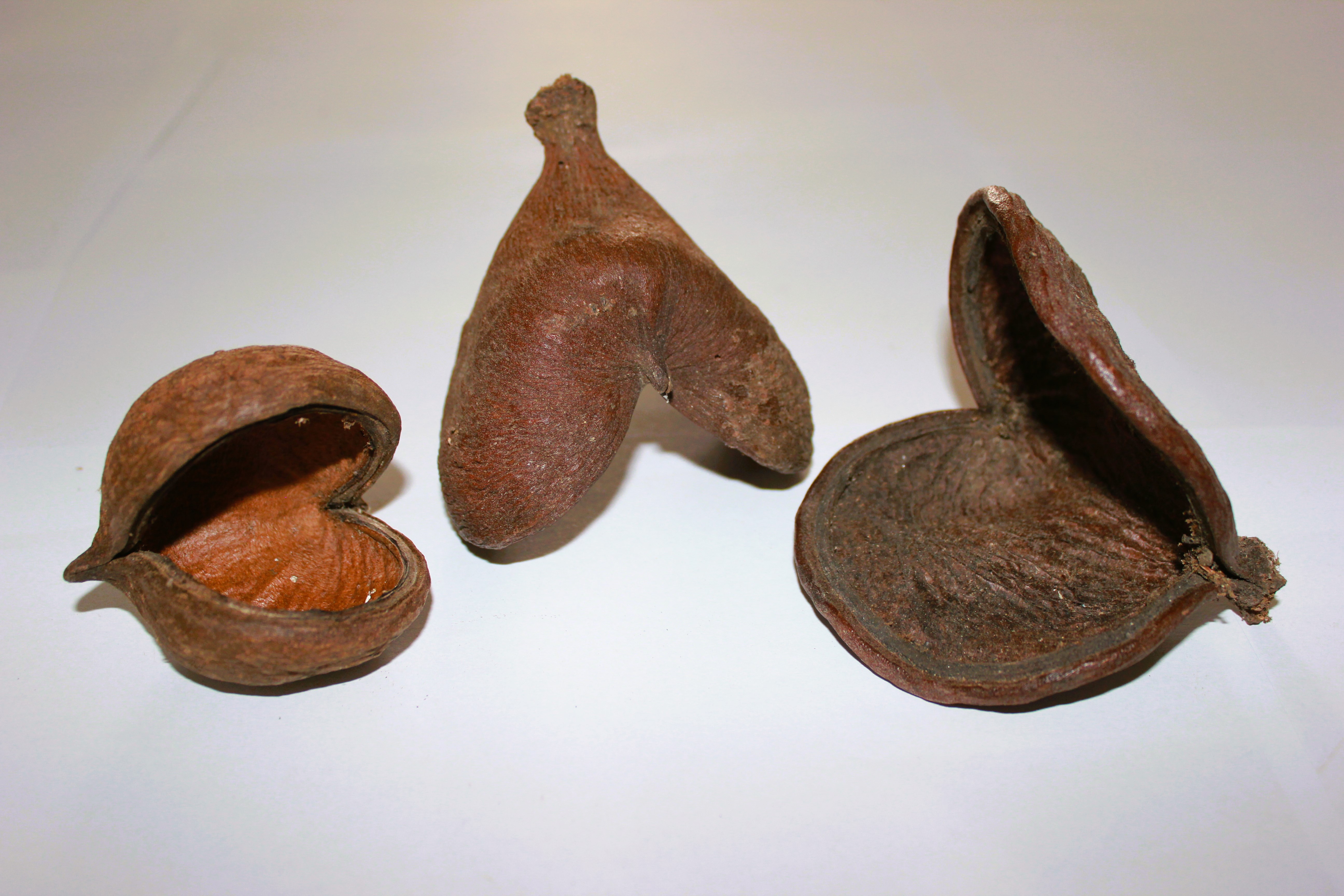 Badam pod 5-10 CM