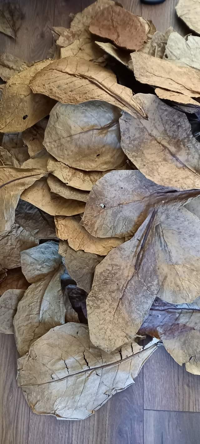 Catappa Leaves