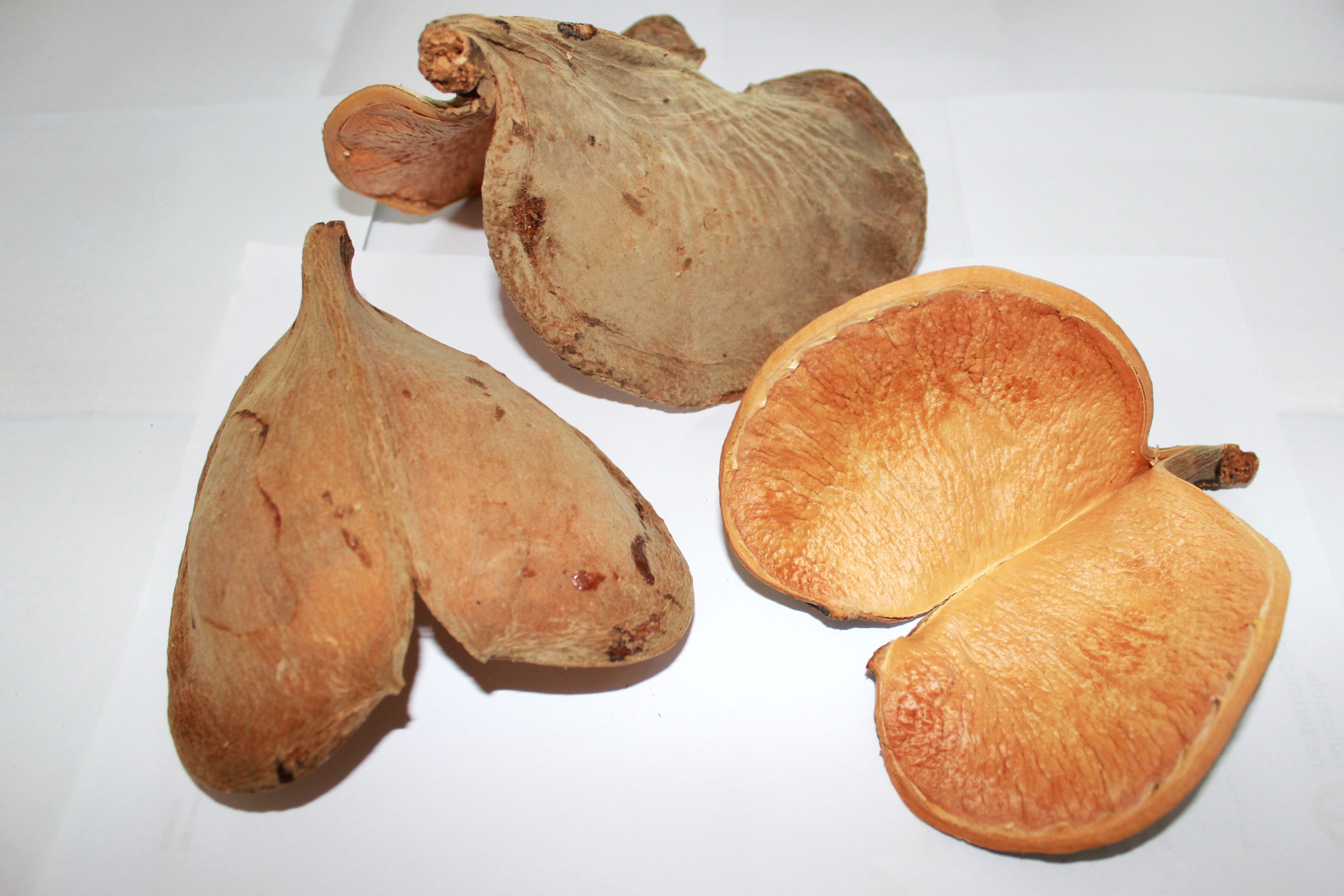 Badam pod mega 10-18 cm