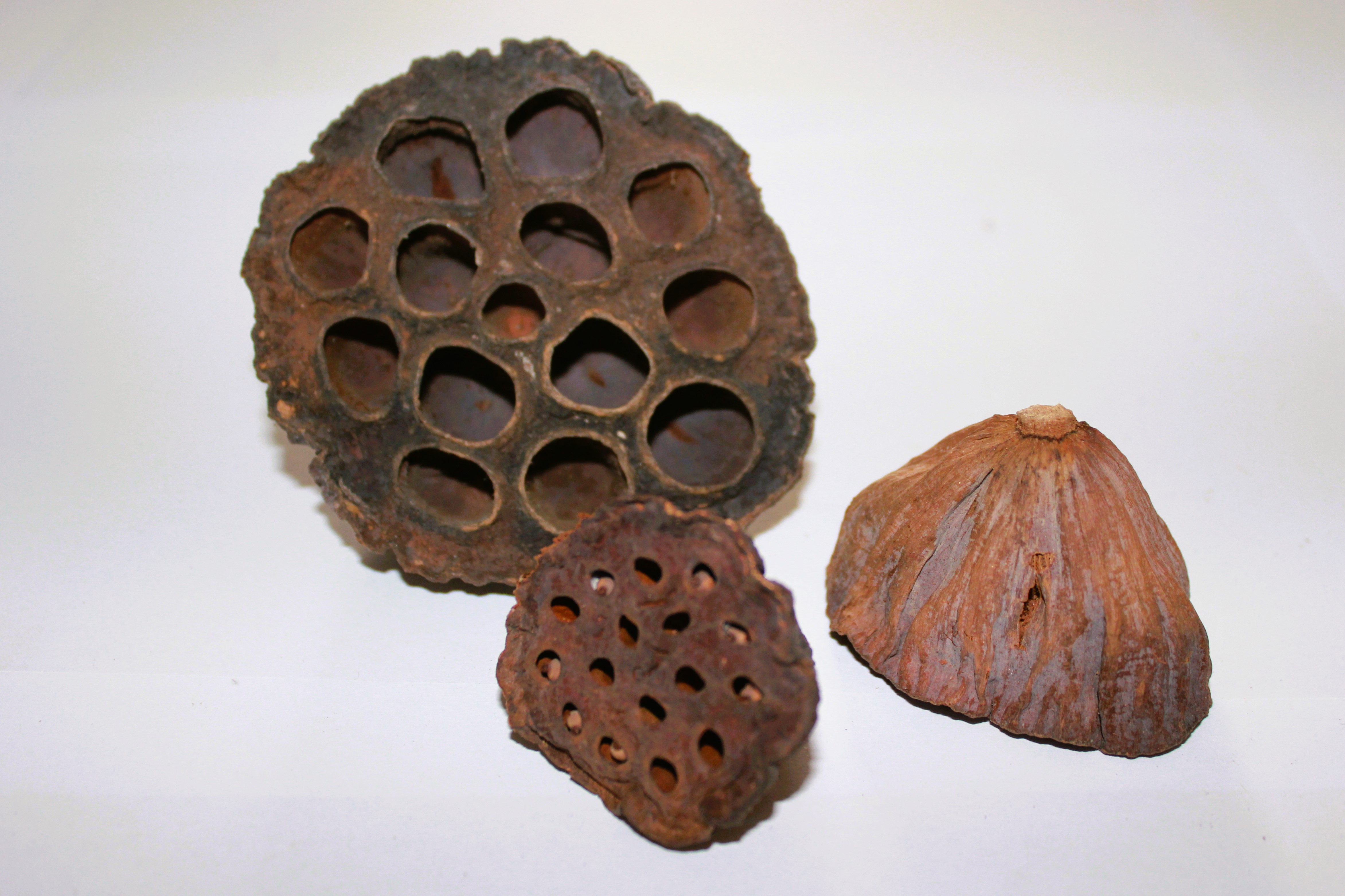 Lotus 2-10 cm