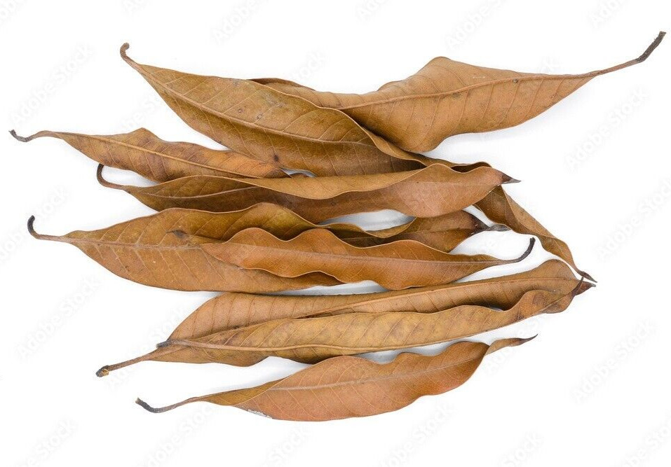 Mango Leaves