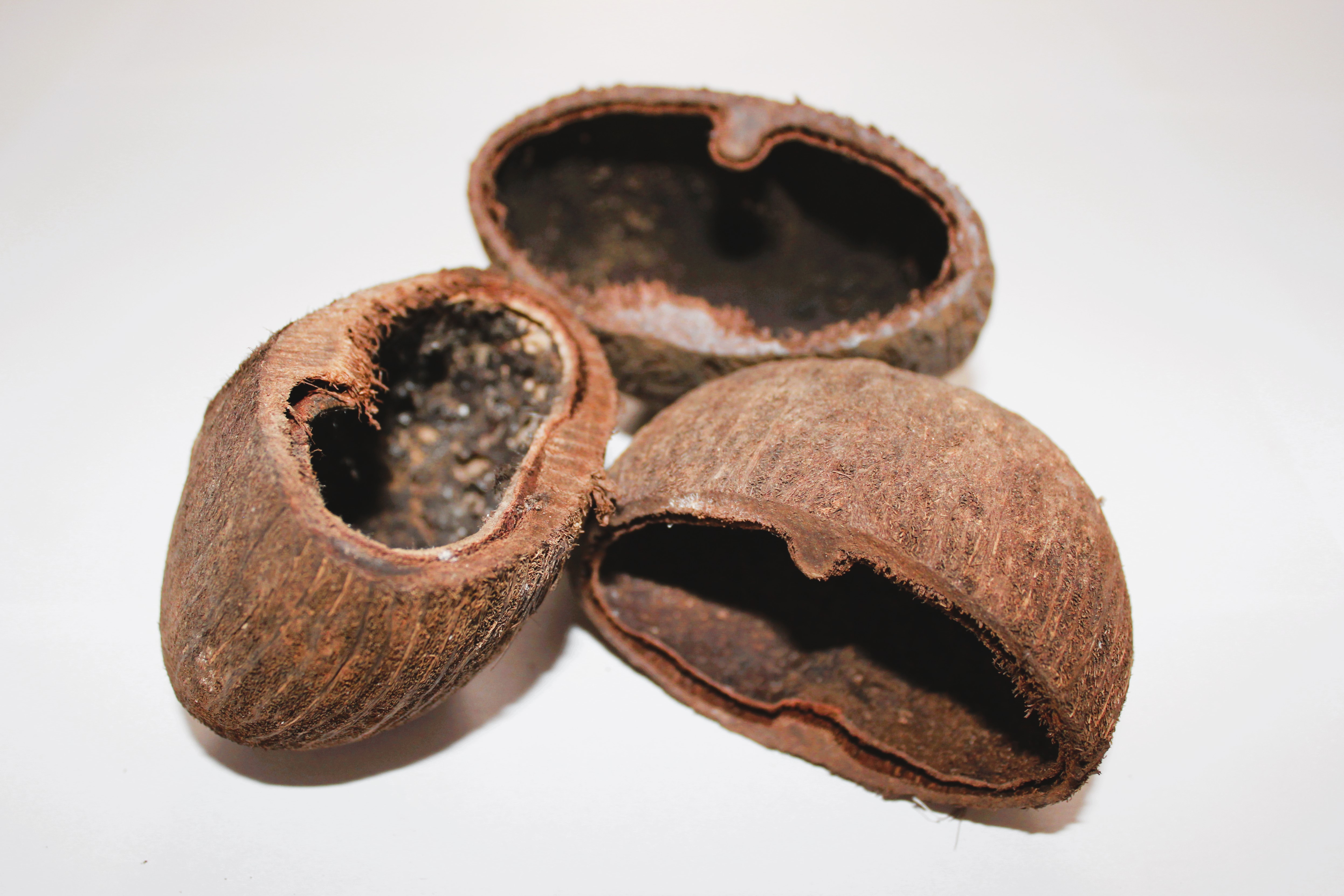 Palm Pod 4-8 CM