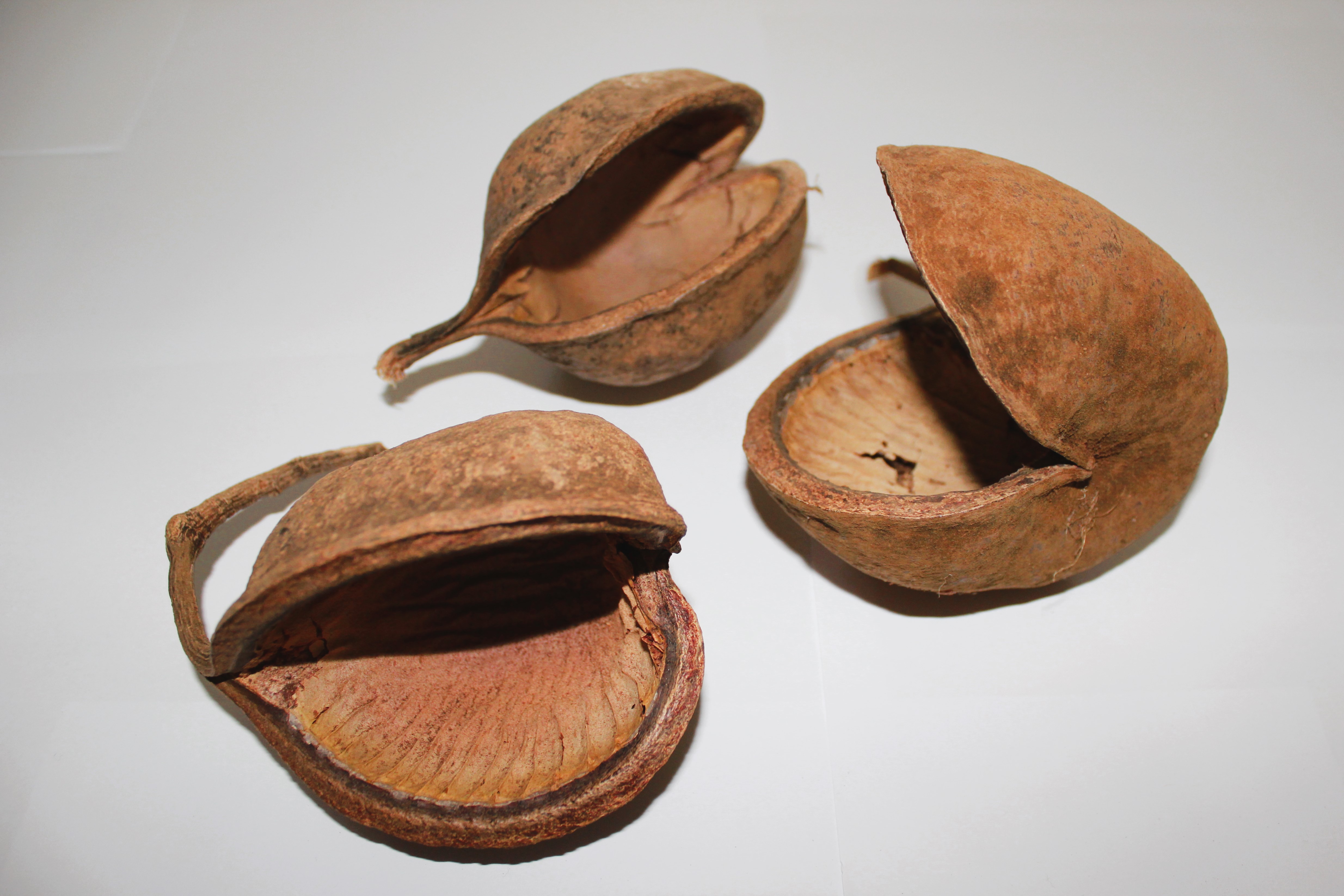 Boeddha pod 7-12 CM