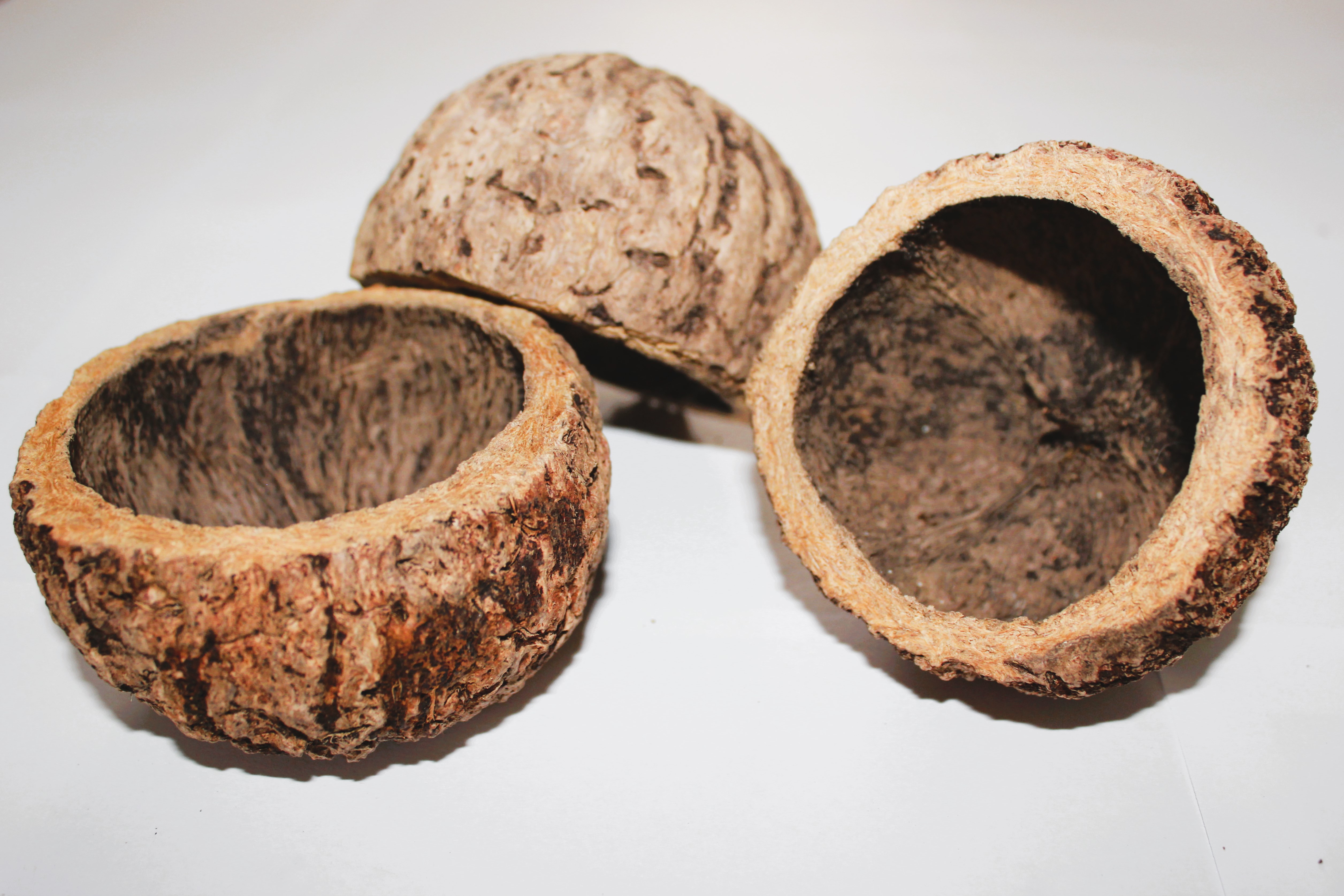 Mayan Pod 7-10 CM