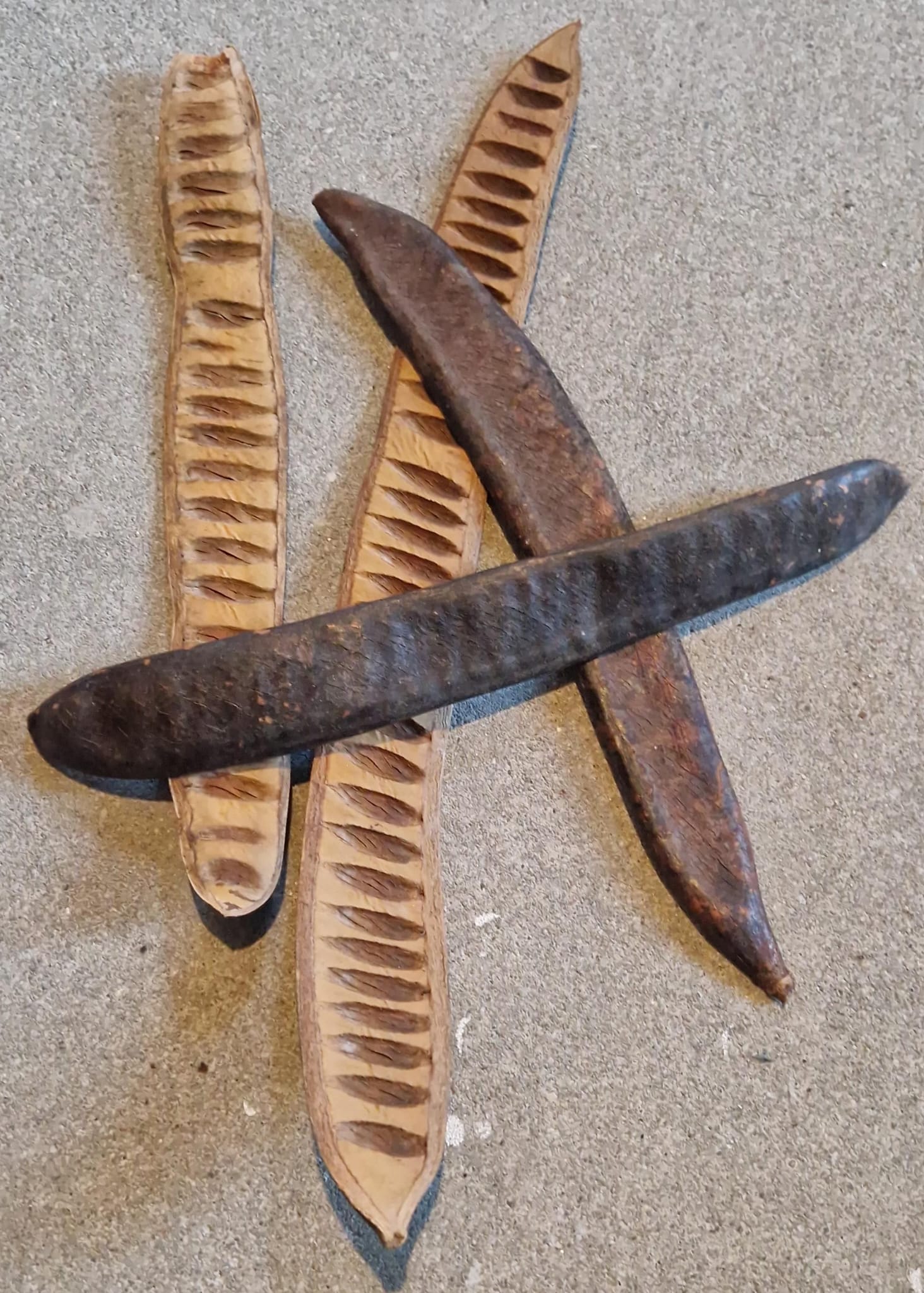 Palm medium 25-30 cm