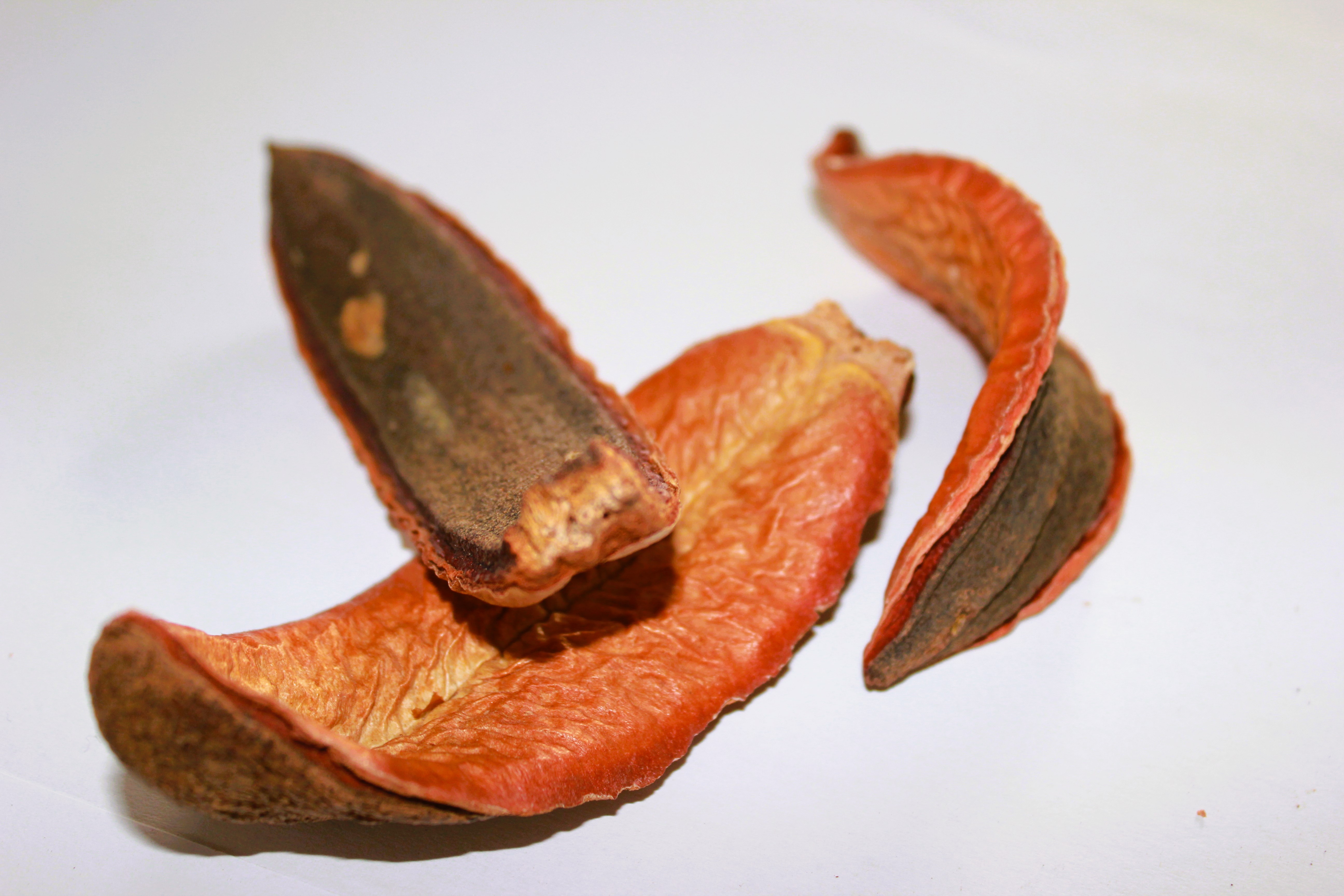 Kielmeyera Pod 3-6 CM