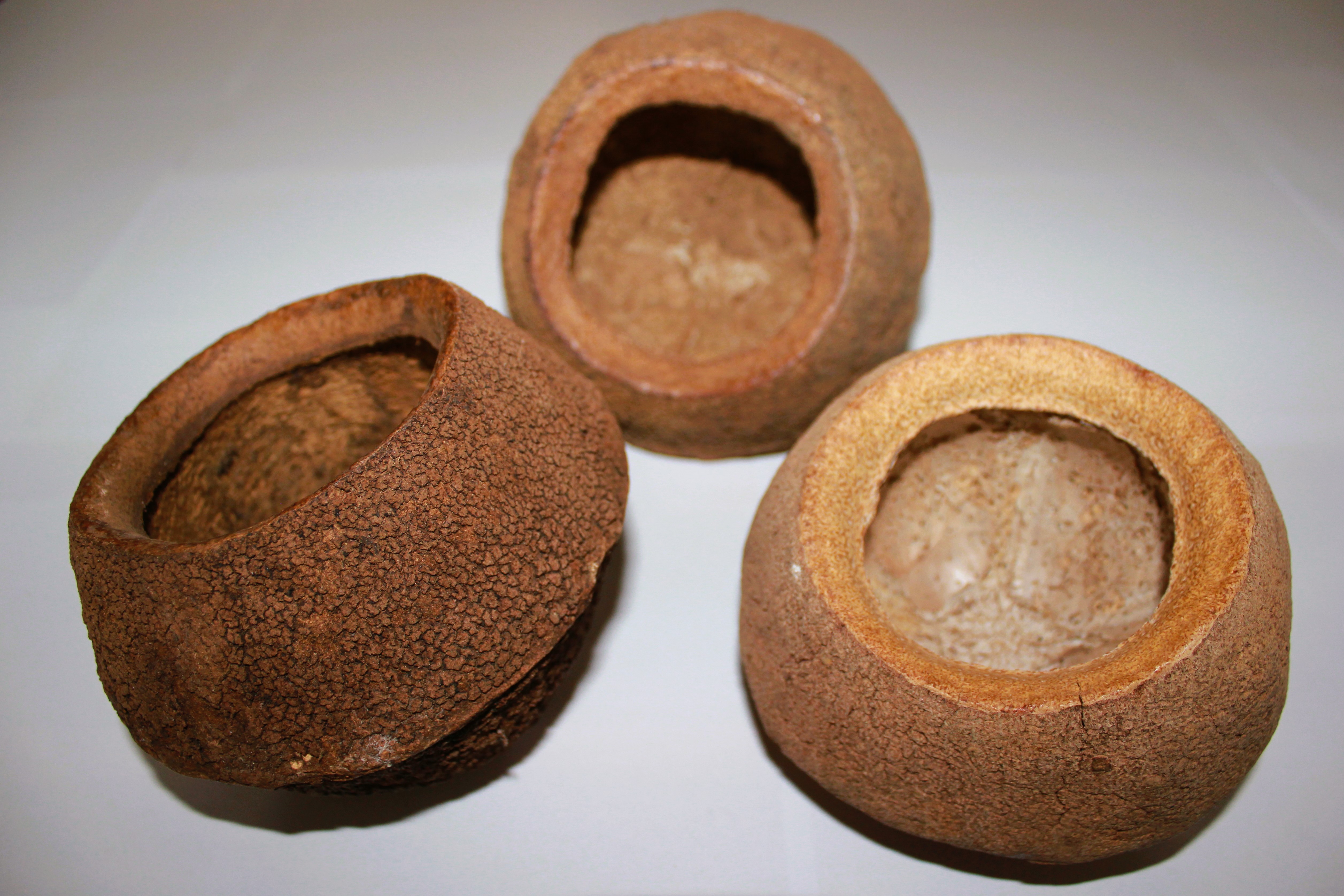 Sapucainha 10-25 CM