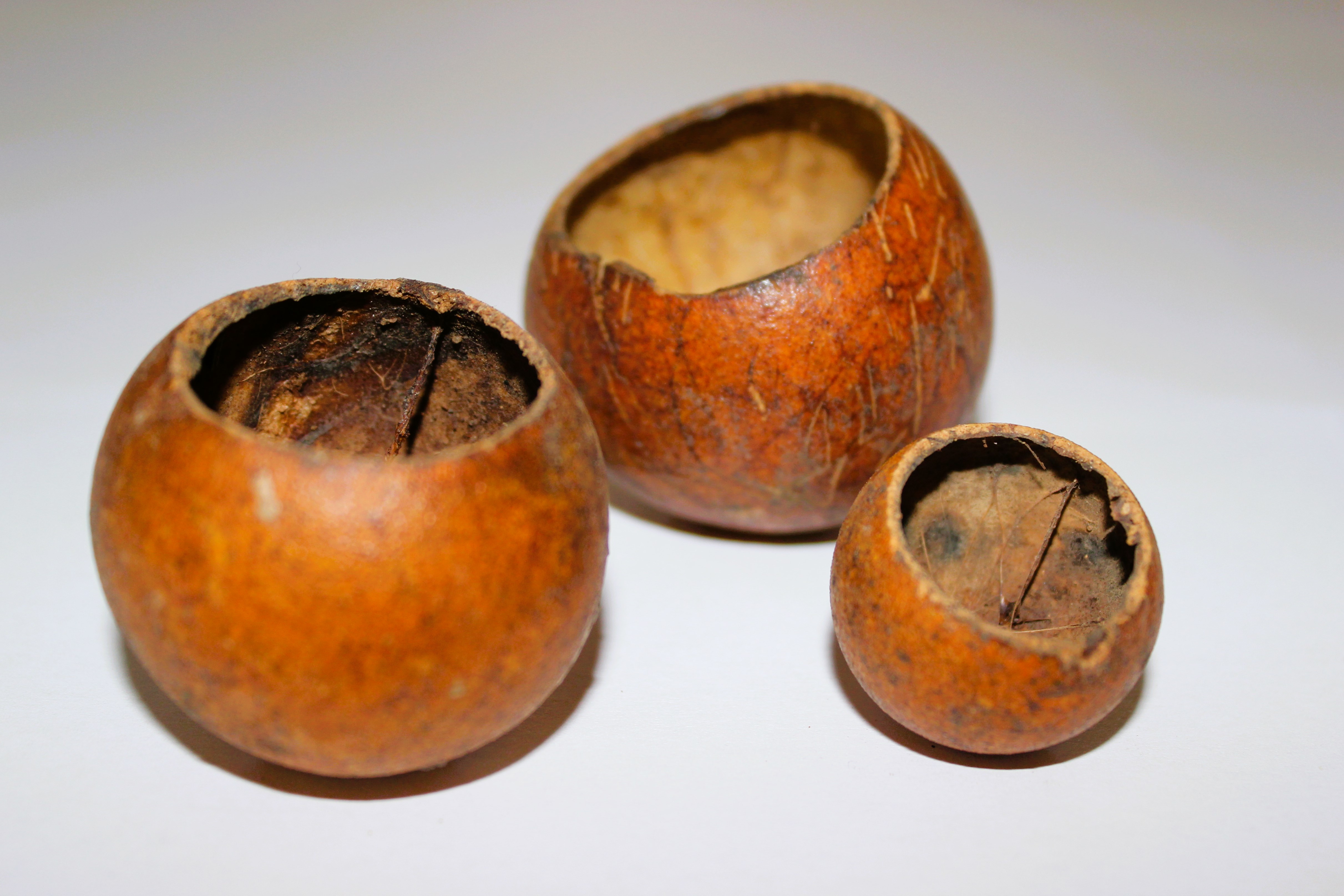 Kuchipal pod 2-3 CM