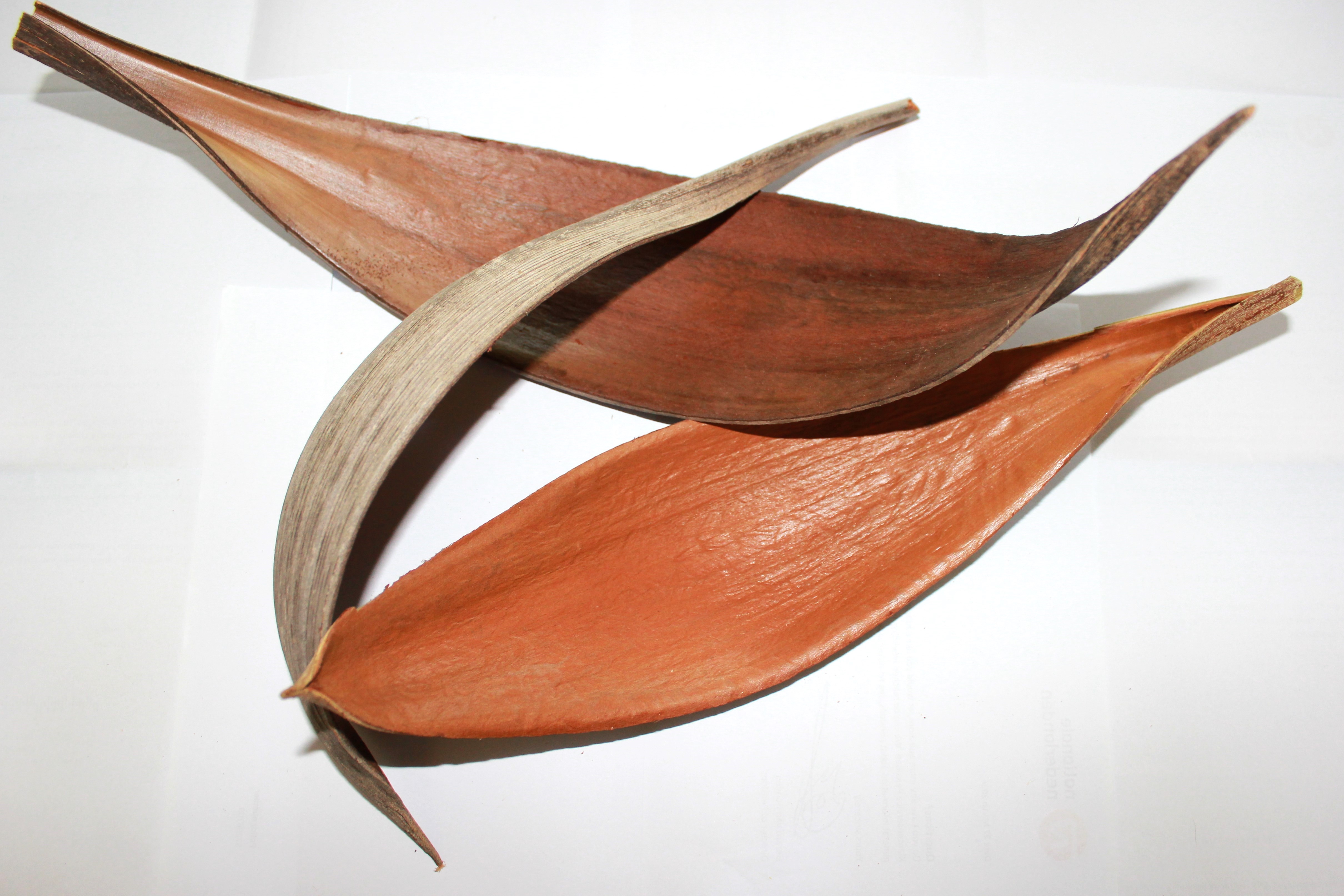 Palm medium 25-30 cm